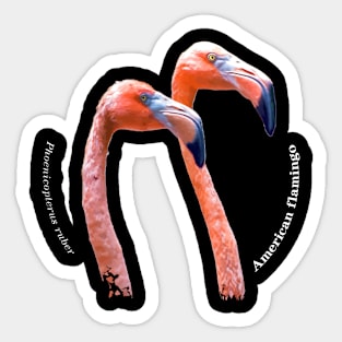 American flamingo tropical bird pin white text Sticker